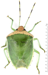 Glaucias