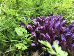 Lathraea clandestina