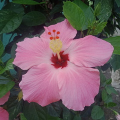 Hibiscus rosa-sinensis