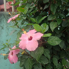 Hibiscus rosa-sinensis