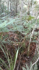 Dicksonia lanata