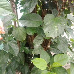 Hibiscus rosa-sinensis