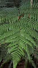 Dicksonia lanata