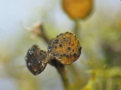 Lichenoconium xanthoriae