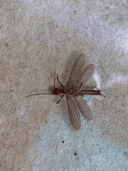 Oligotoma humbertiana