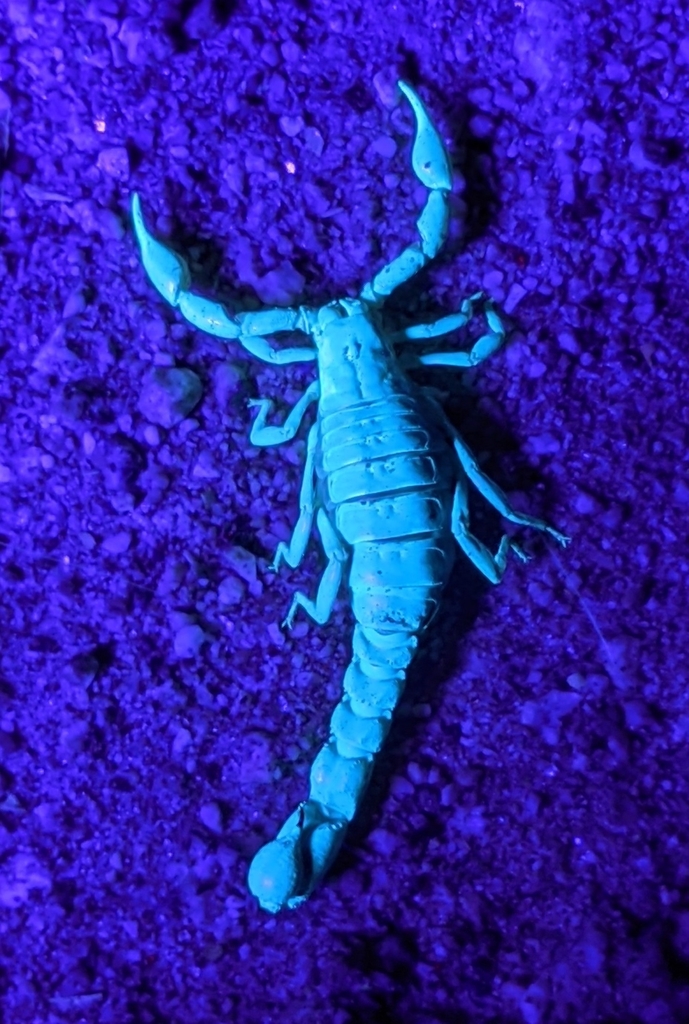 Superstition Mountains Scorpion