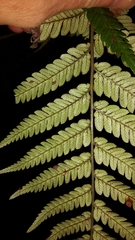 Dicksonia lanata