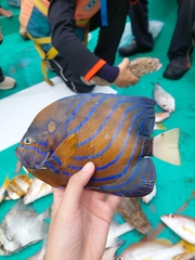 Pomacanthus annularis