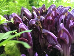 Lathraea clandestina