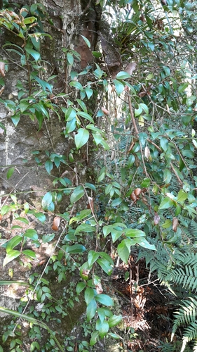 Image of White Flowering Rātā (Metrosideros albiflora) by (c) naturewatchwidow, some rights reserved (CC BY)