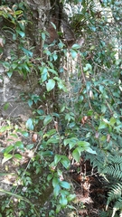 Metrosideros albiflora