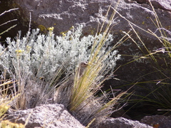Senecio filaginoides