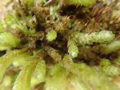 Cladomnion ericoides