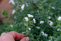 Lithospermum scabrum