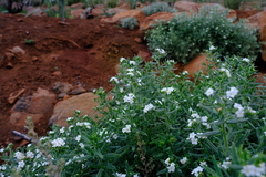 Lithospermum scabrum