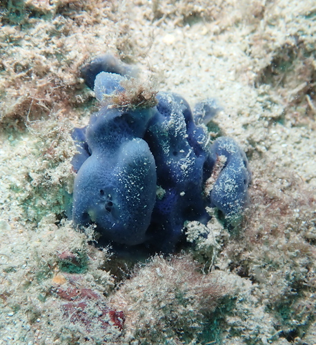 Cladocroce burapha, 2021-10-05