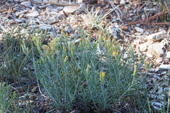 Ericameria parryi affinis