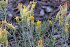 Ericameria parryi affinis