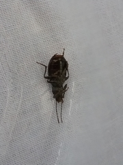 Helopini
