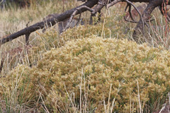 Ericameria parryi affinis