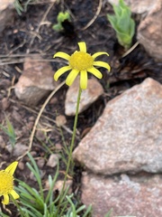 Euryops gilfillanii