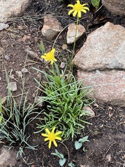 Euryops gilfillanii