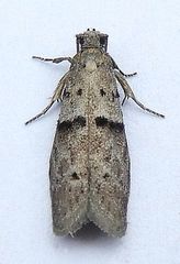 Wockia asperipunctella