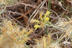 Ericameria parryi affinis