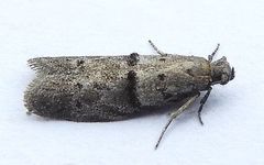 Wockia asperipunctella