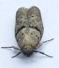 Wockia asperipunctella