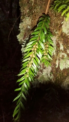 Tmesipteris sigmatifolia