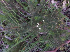 Erica lusitanica