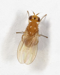 Camptoprosopella slossonae