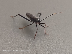 Notobitus meleagris