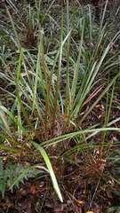 Cordyline pumilio