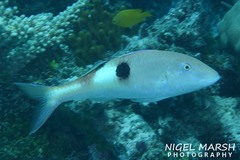 Parupeneus pleurostigma