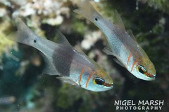 Blackbelted Cardinalfish photo 3