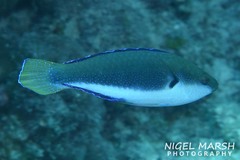 Cirrhilabrus punctatus