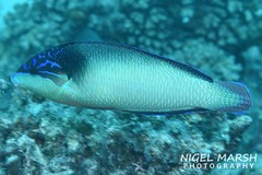Anampses neoguinaicus