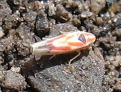 Erythridula aspera