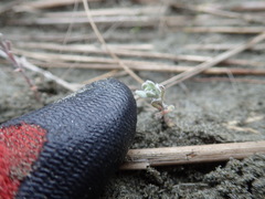 Ozothamnus leptophyllus