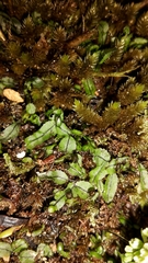 Hymenophyllum armstrongii