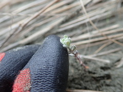 Ozothamnus leptophyllus