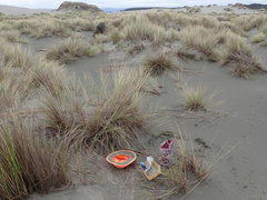 Ozothamnus leptophyllus