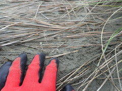 Ozothamnus leptophyllus
