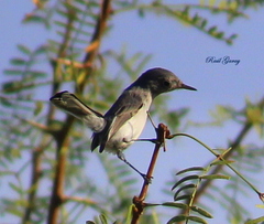 Polioptila caerulea