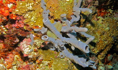 Haliclona fascigera