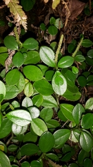 Peperomia urvilleana