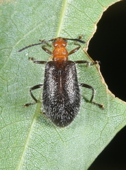 Lagria scutellaris