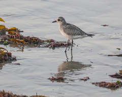 Pluvialis squatarola